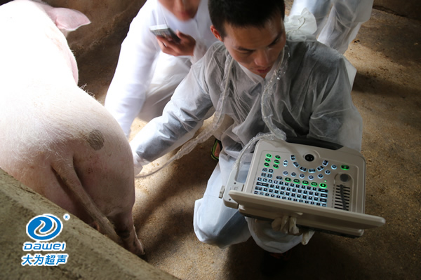 獸用B超機(jī),獸用b超,獸用孕檢B超,母豬驗孕儀,豬用驗孕儀,豬用b超