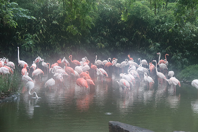 上海野生動物園大為醫(yī)療上海游