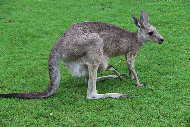 上海野生動物園袋鼠 大為B超機(jī)廠家